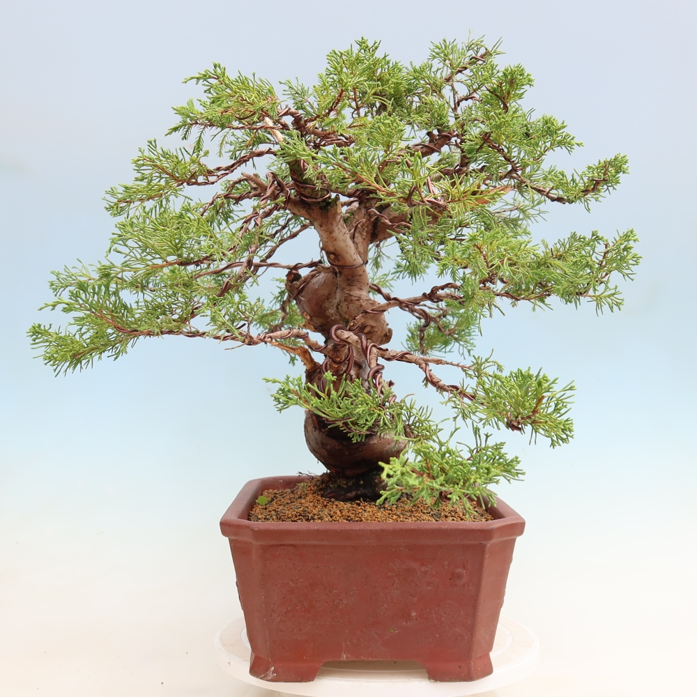 Outdoor Bonsai - Juniperus chinensis Itoigawa - Chinese Juniper