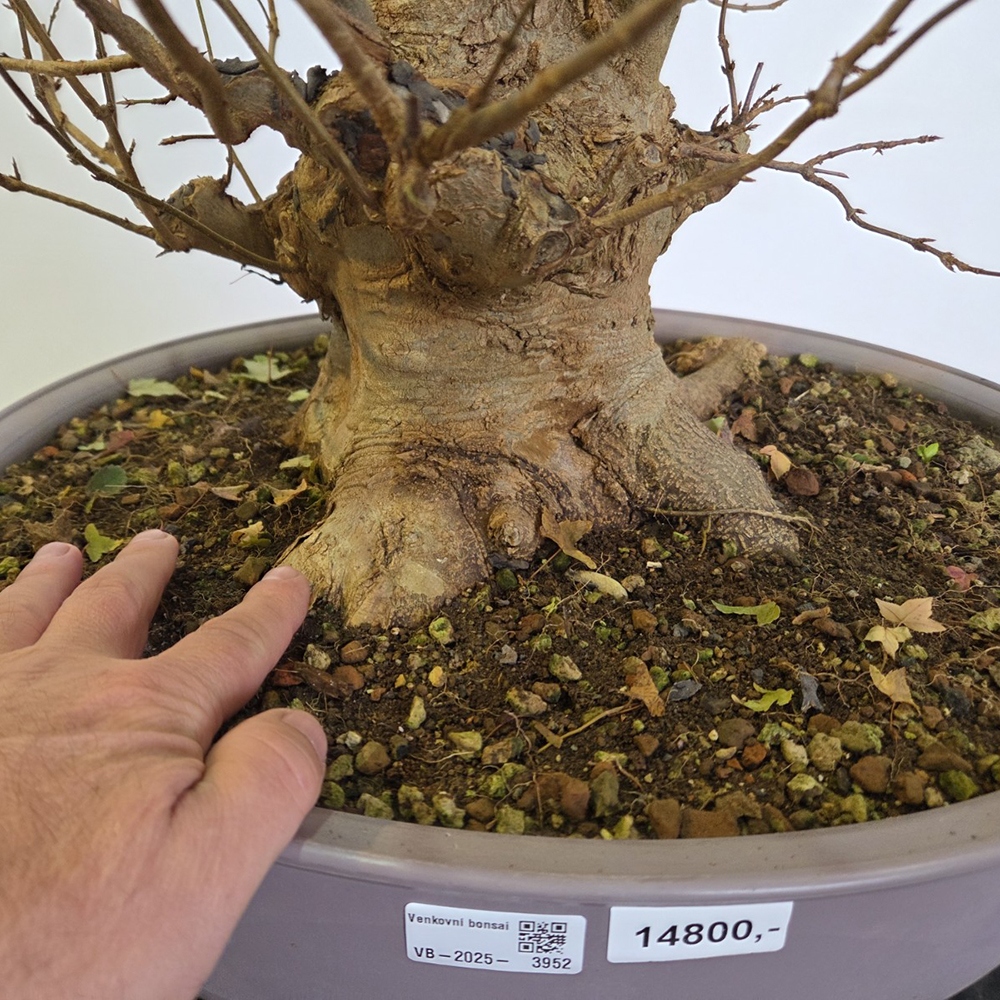 Outdoor bonsai Maple Burger - Acer Burgeriana