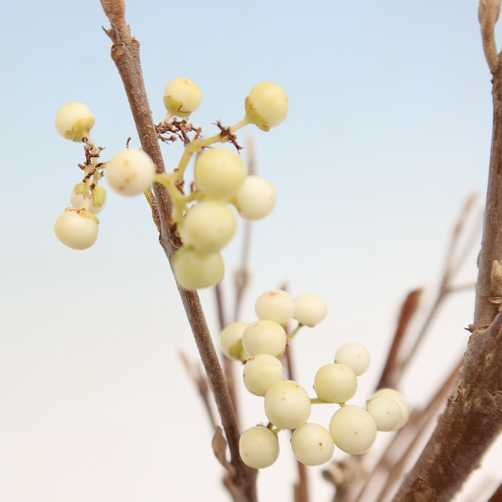Outdoor Bonsai - Callicarpa bodinieri 'Snowqueen' - Snowberry
