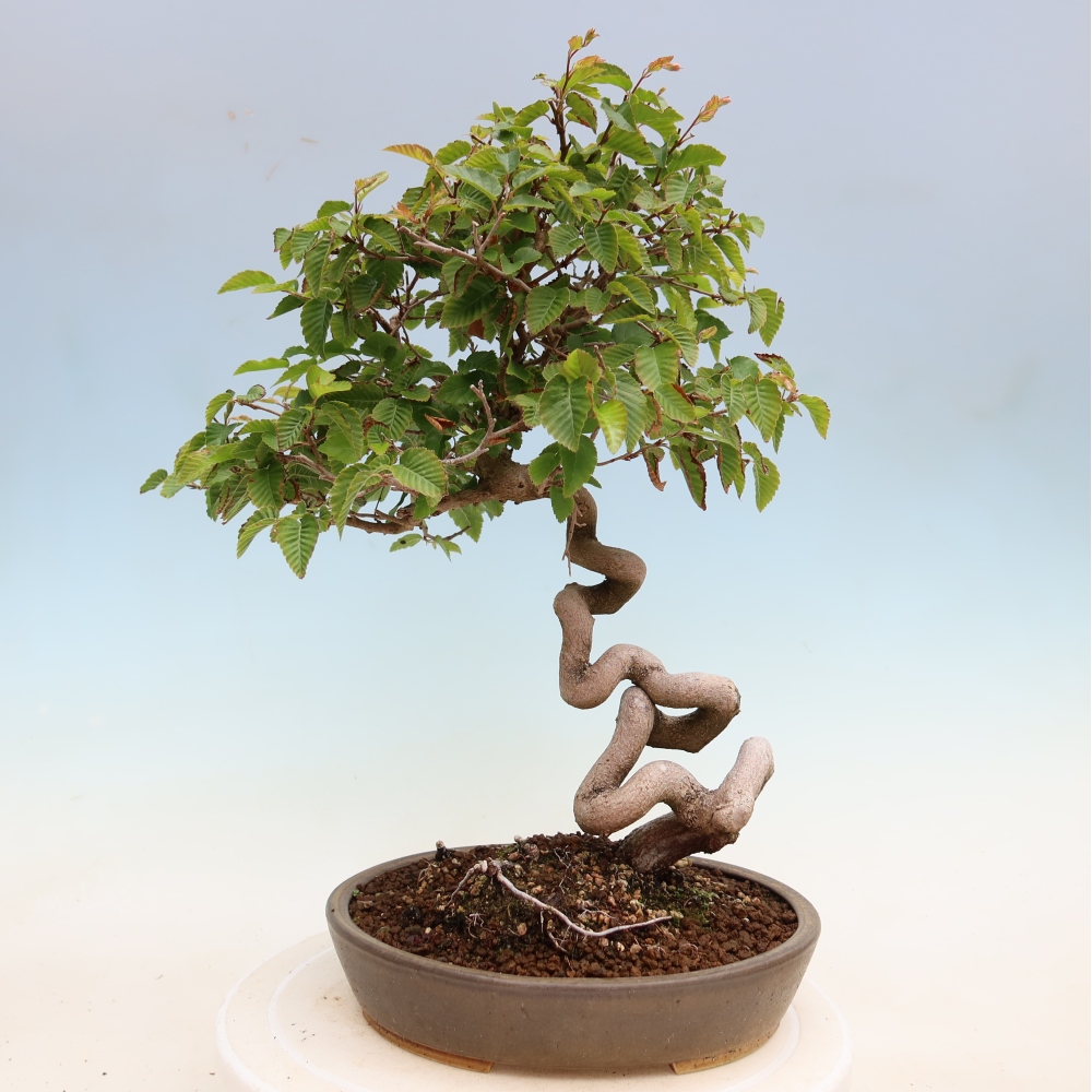 Outdoor bonsai -Carpinus coreana - Korean Hornbeam