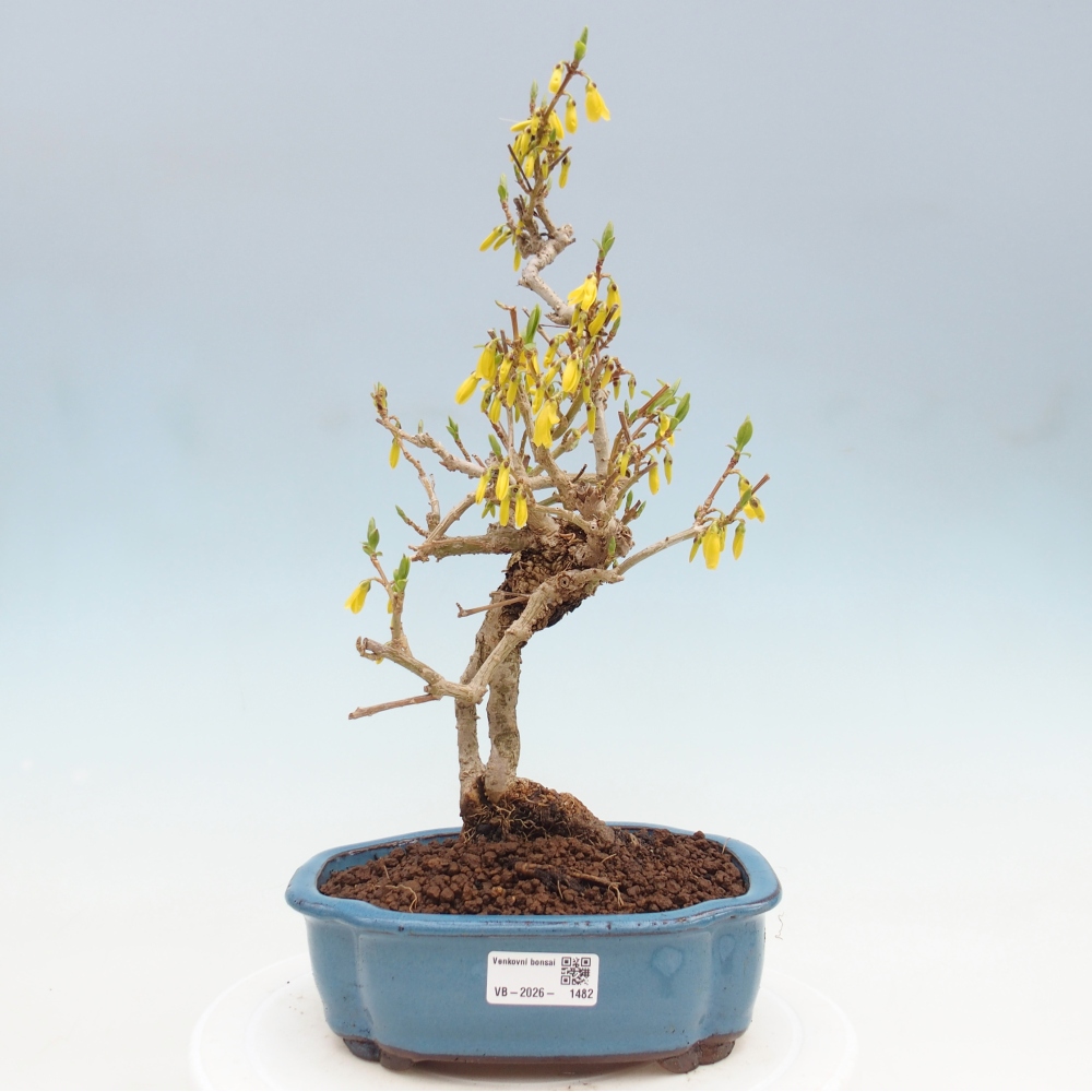 Outdoor bonsai - Zlatice - Forsythia koreana