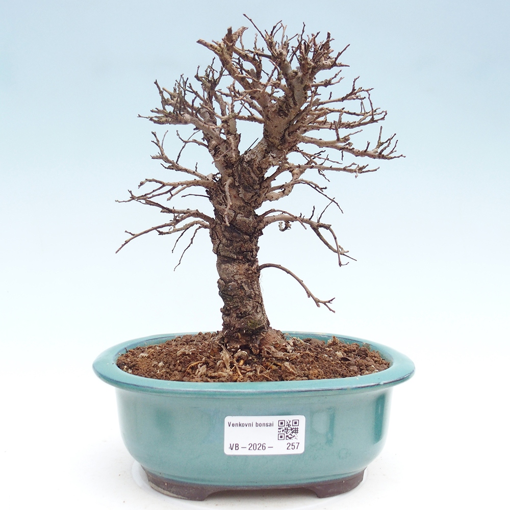 Outdoor bonsai - Zelkova - Zelkova NIRE