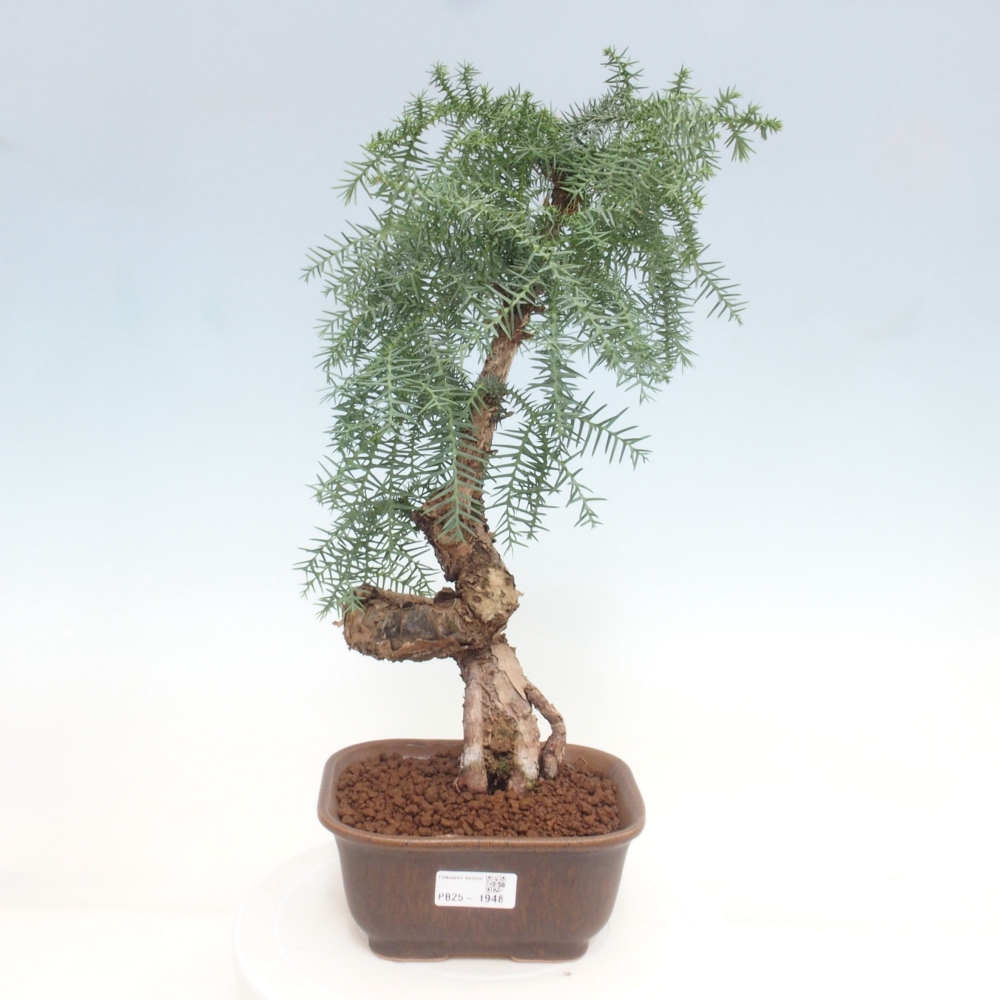 Room bonsai - Araukarie - room spruce