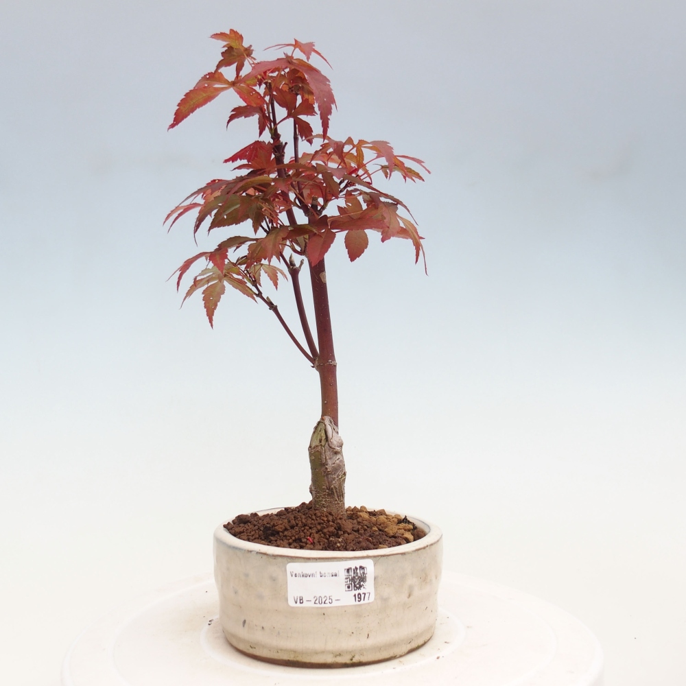 Outdoor bonsai - Acer palm. Atropurpureum-Palmleaf Maple