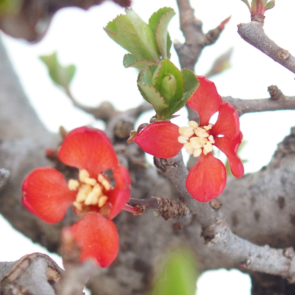 Outdoor bonsai - Chaneomeles speciosa - Quince