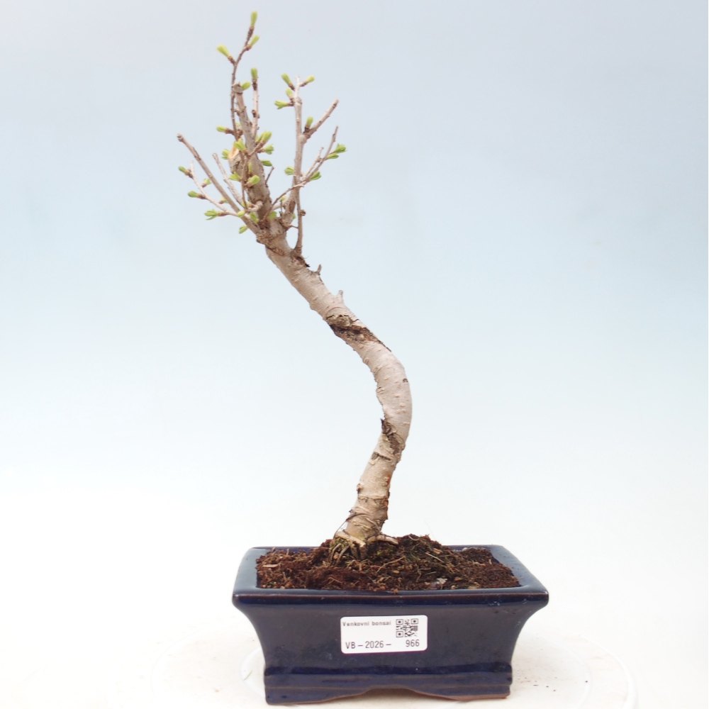 Outdoor bonsai -Pseudolarix amabis-Pseudolarix amabis