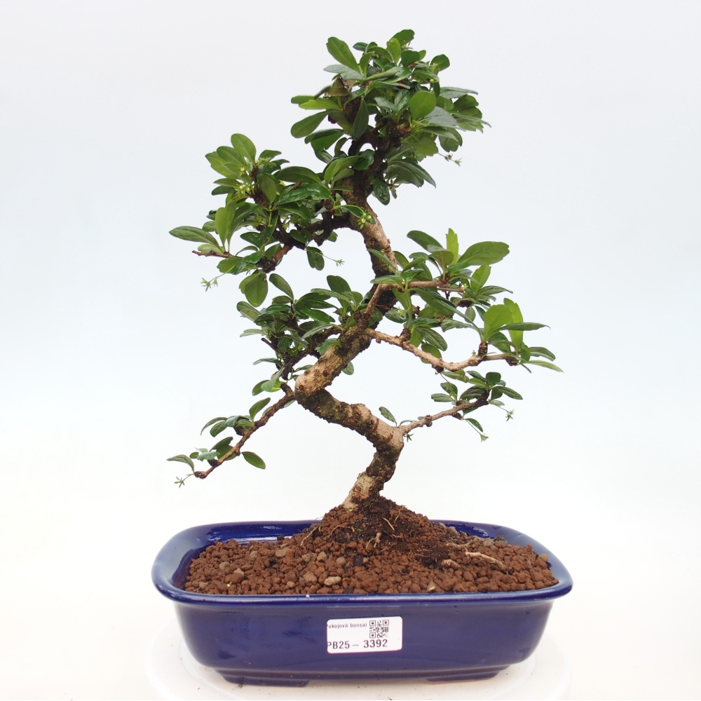 Room bonsai - Carmona macrophylla - Tea fuki