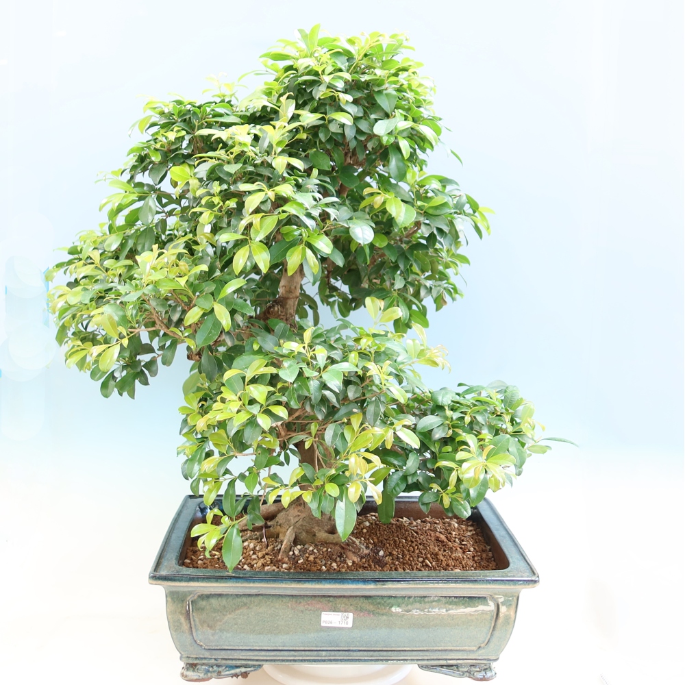 Room bonsai - Australian Cherry - Eugenia uniflora