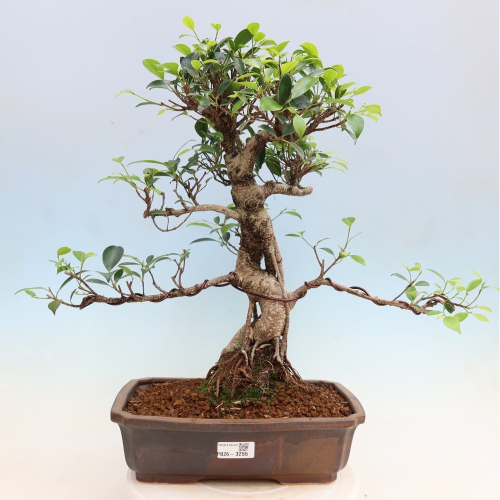 Room bonsai - Ficus kimmen - small-leaved ficus