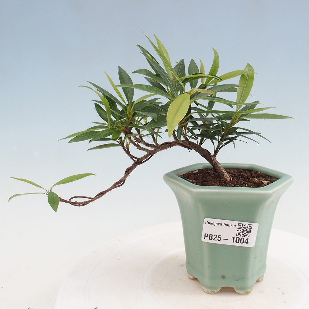 Indoor bonsai - Ficus nerifolia - small-leaved ficus