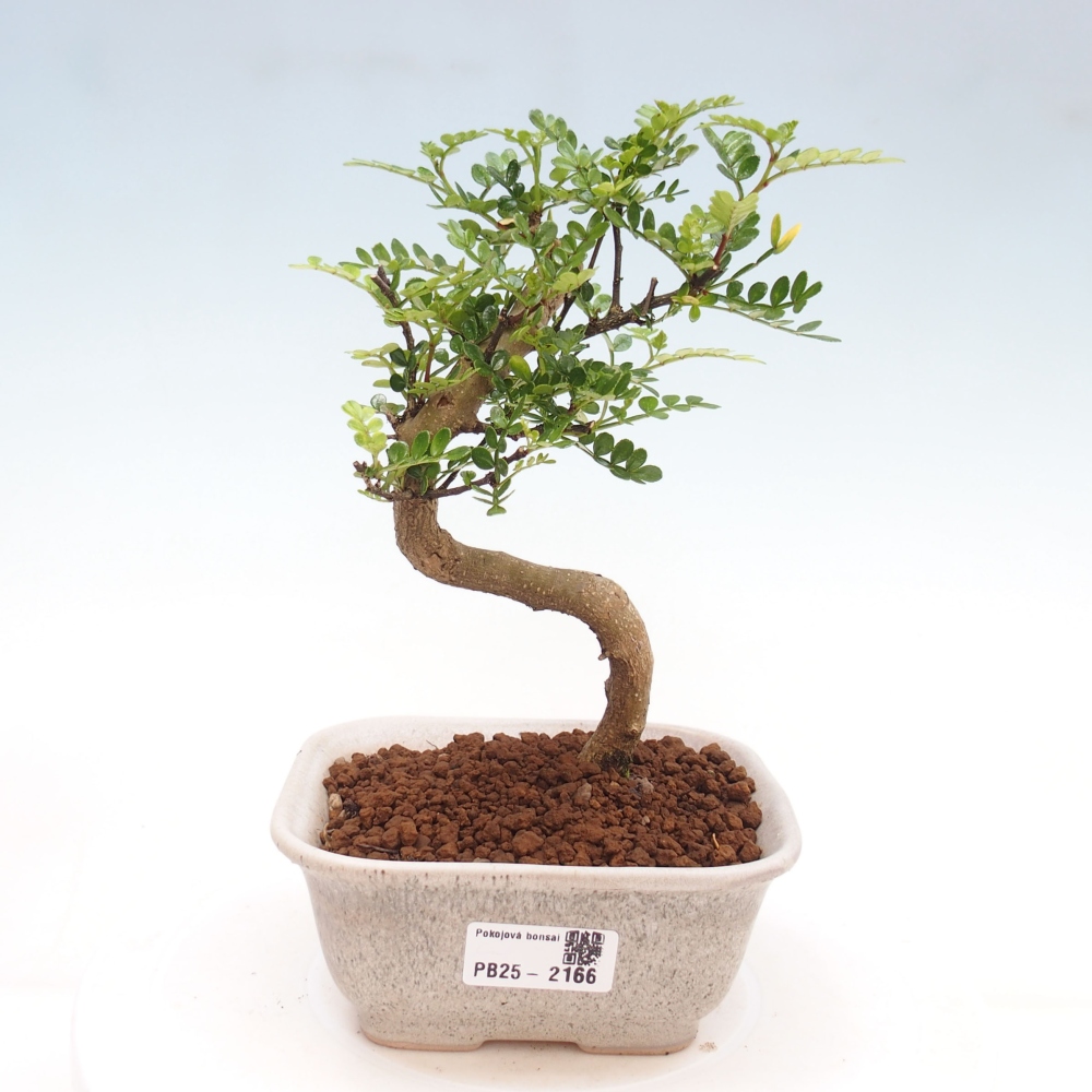 Indoor bonsai -Ligustrum chinensis - Bird's beak