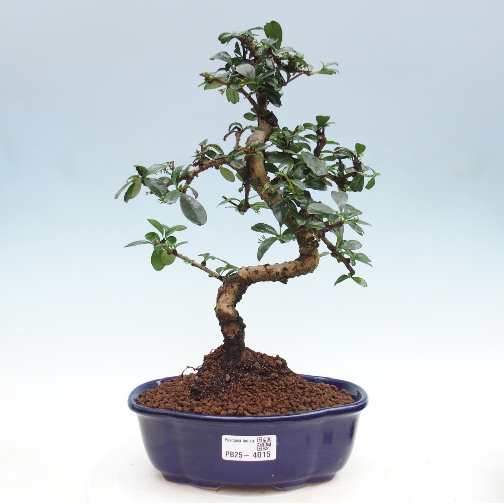 Room bonsai - Carmona macrophylla - Tea fuki