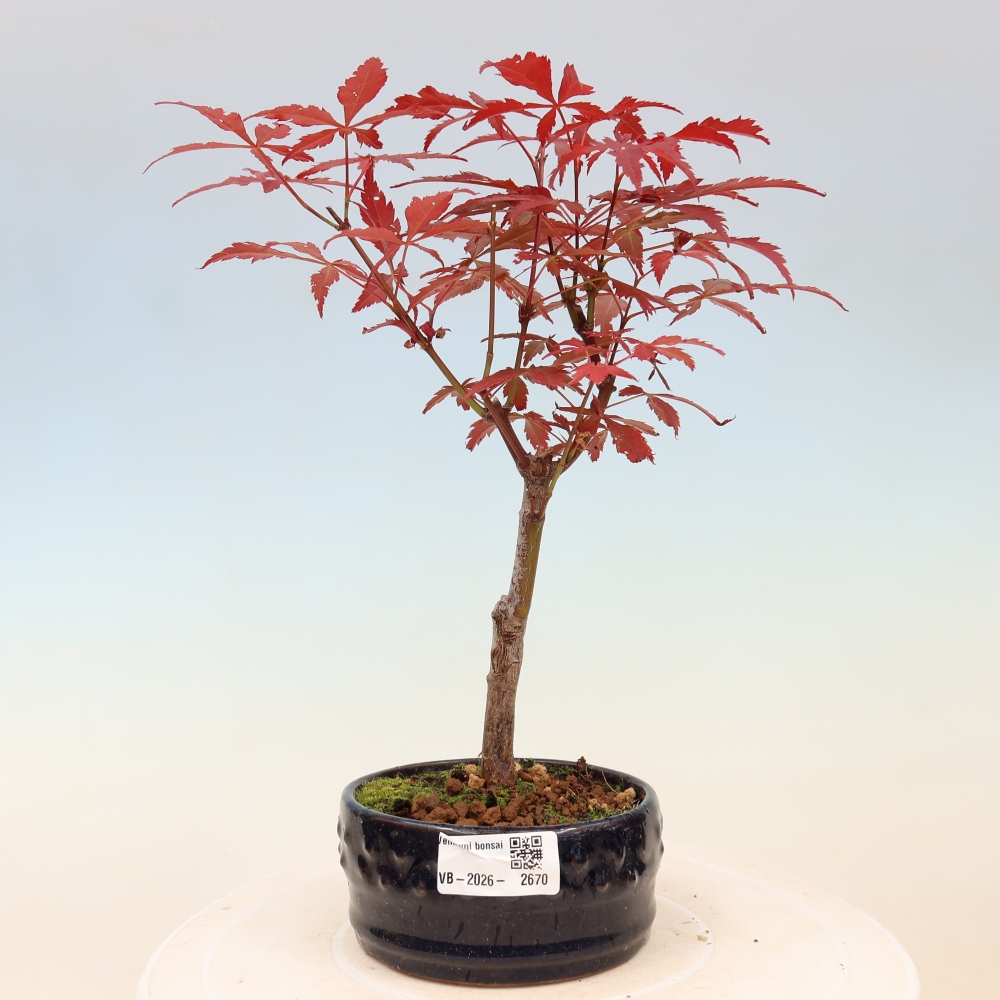 Outdoor bonsai - Acer palm. Atropurpureum-Javor palmate