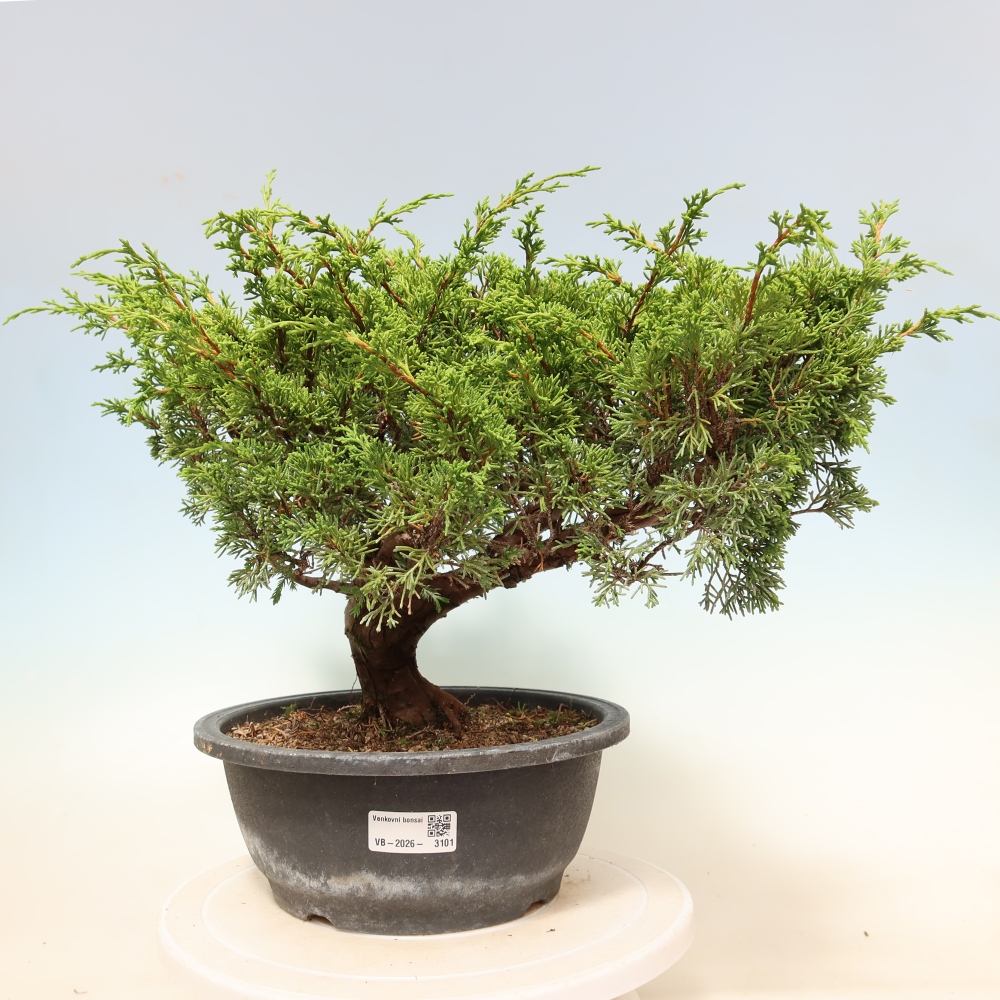 Outdoor Bonsai - Juniperus chinensis Itoigawa - Chinese Juniper