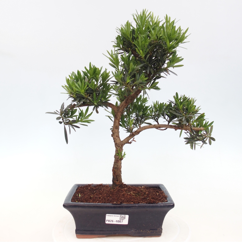 Room bonsai - Podocarpus - Stone Yew
