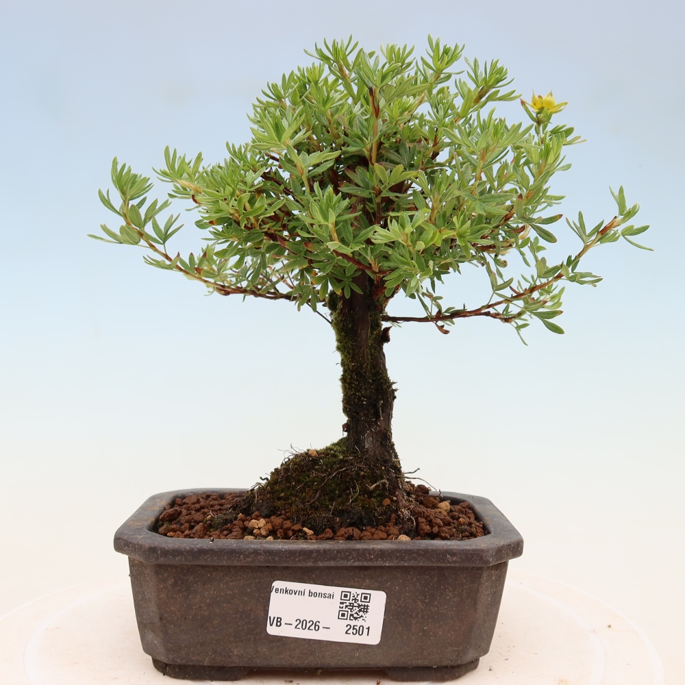 Outdoor bonsai - Potentila fruticosa