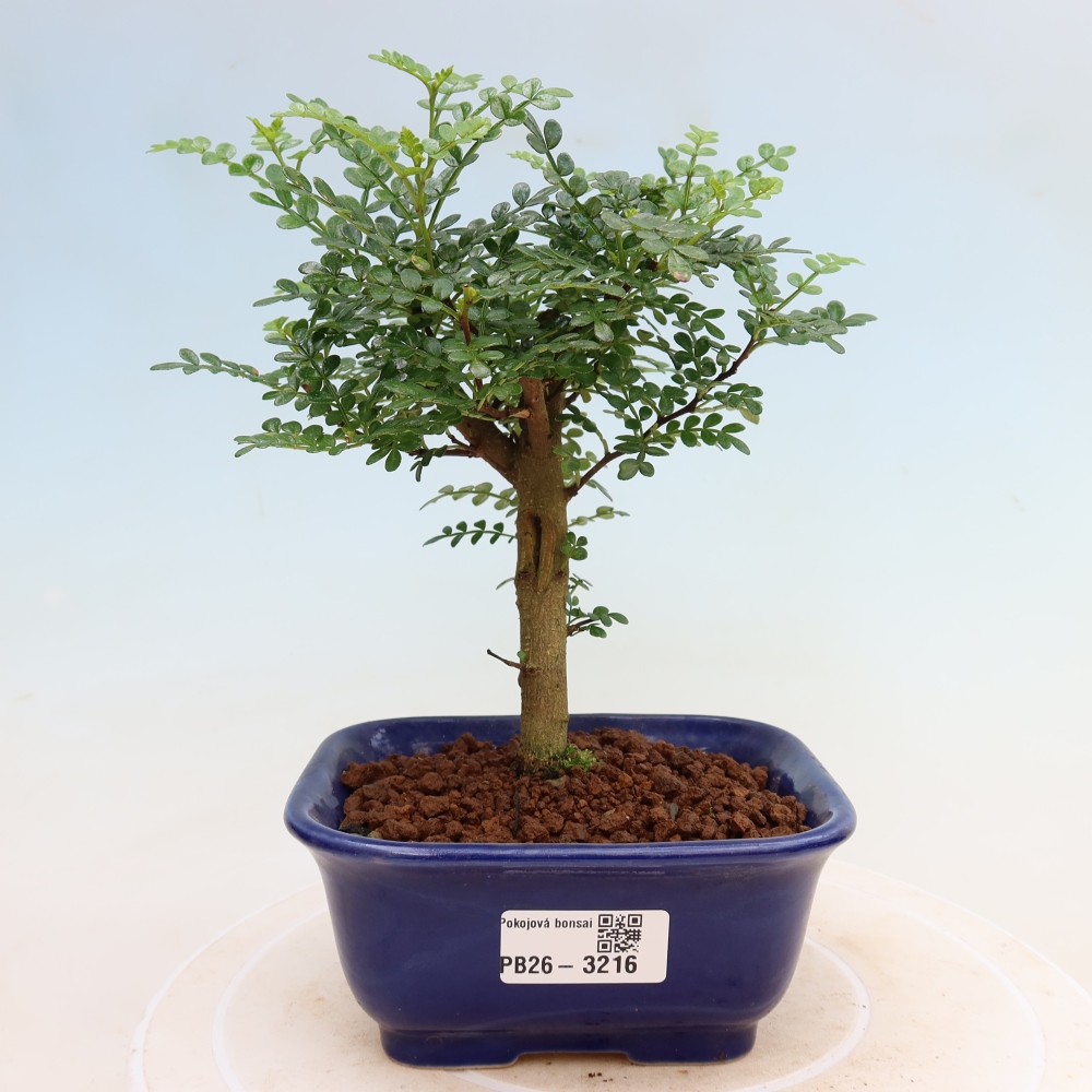 Room bonsai - Zantoxylum piperitum - pepper tree