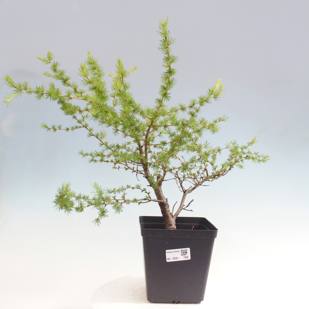 Outdoor bonsai -Larix decidua - Larch