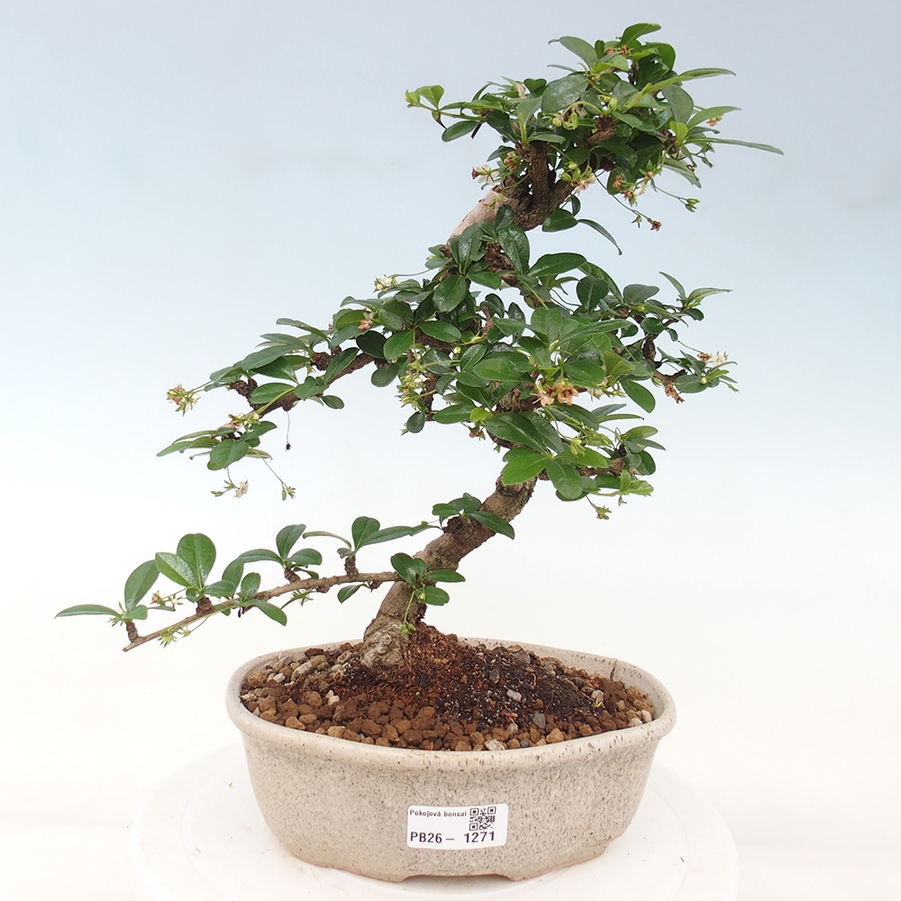 Room bonsai - Carmona macrophylla - Tea fuki