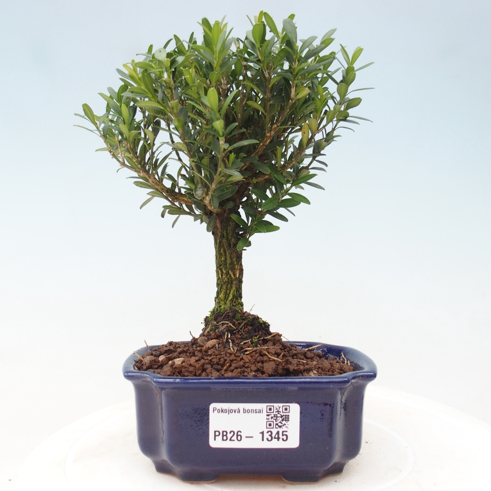 Room bonsai - Buxus harlandii - cork buxus