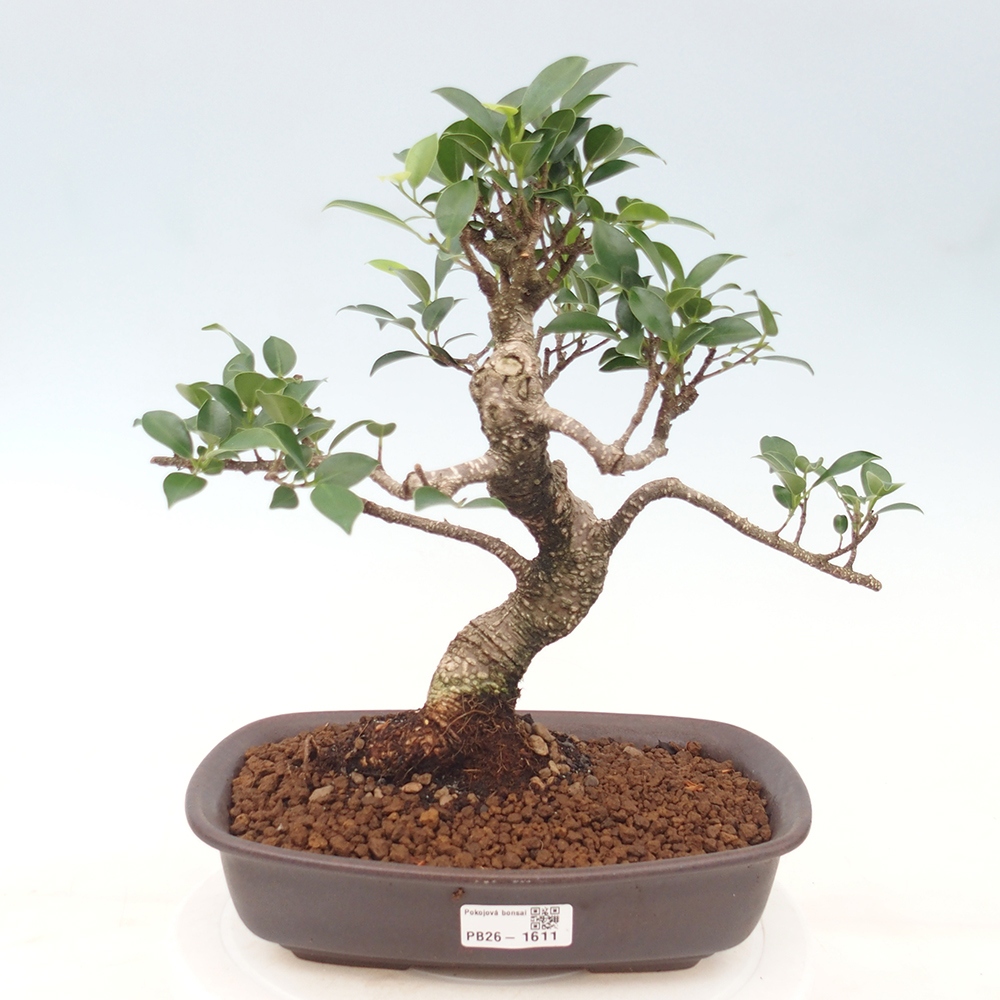 Room bonsai - Ficus kimmen - small-leaved ficus