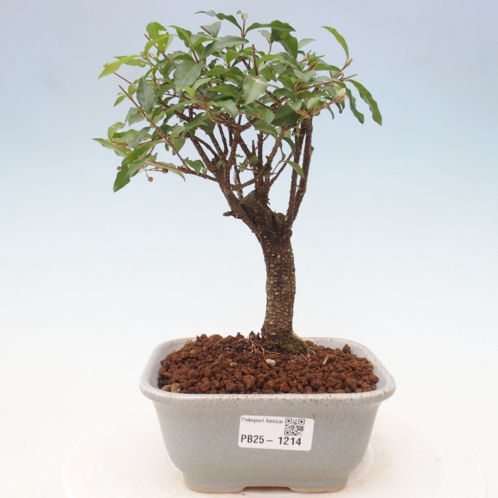Room bonsai - Malpighia coccigera- Barbdorian cherry