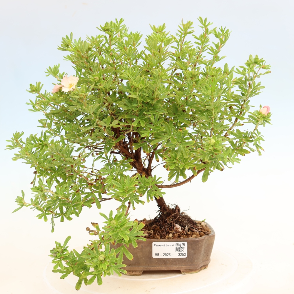Outdoor Bonsai—Shrubby Cinquefoil—Potentilla fruticosa 'Bellissima'