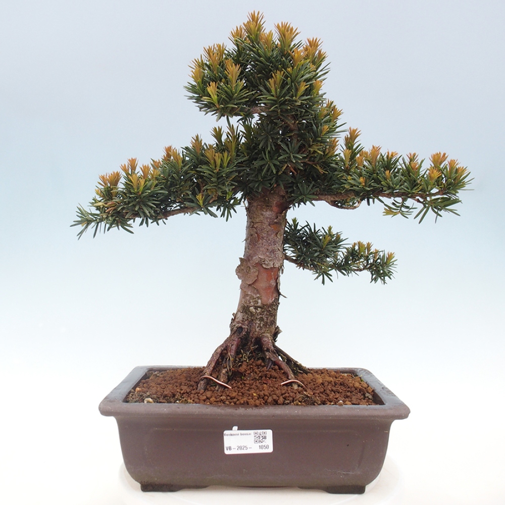 Outdoor bonsai - Taxus cuspidata - Japanese yew