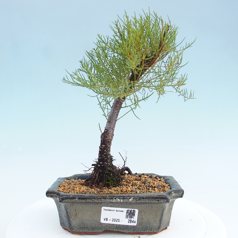 Outdoor bonsai - Tamarix - Tamarix