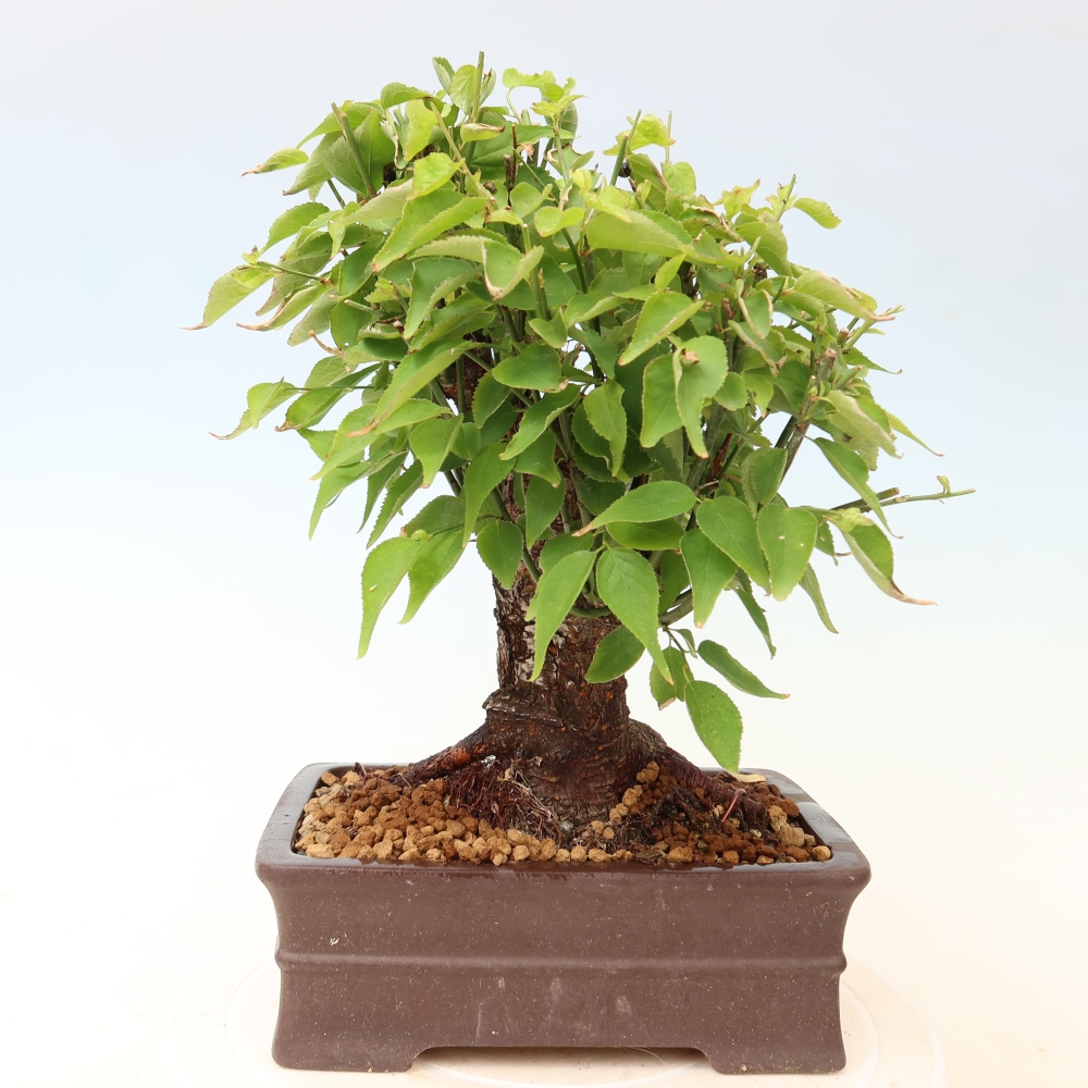 Outdoor Bonsai - Japanese Apricot - Prunus Mume