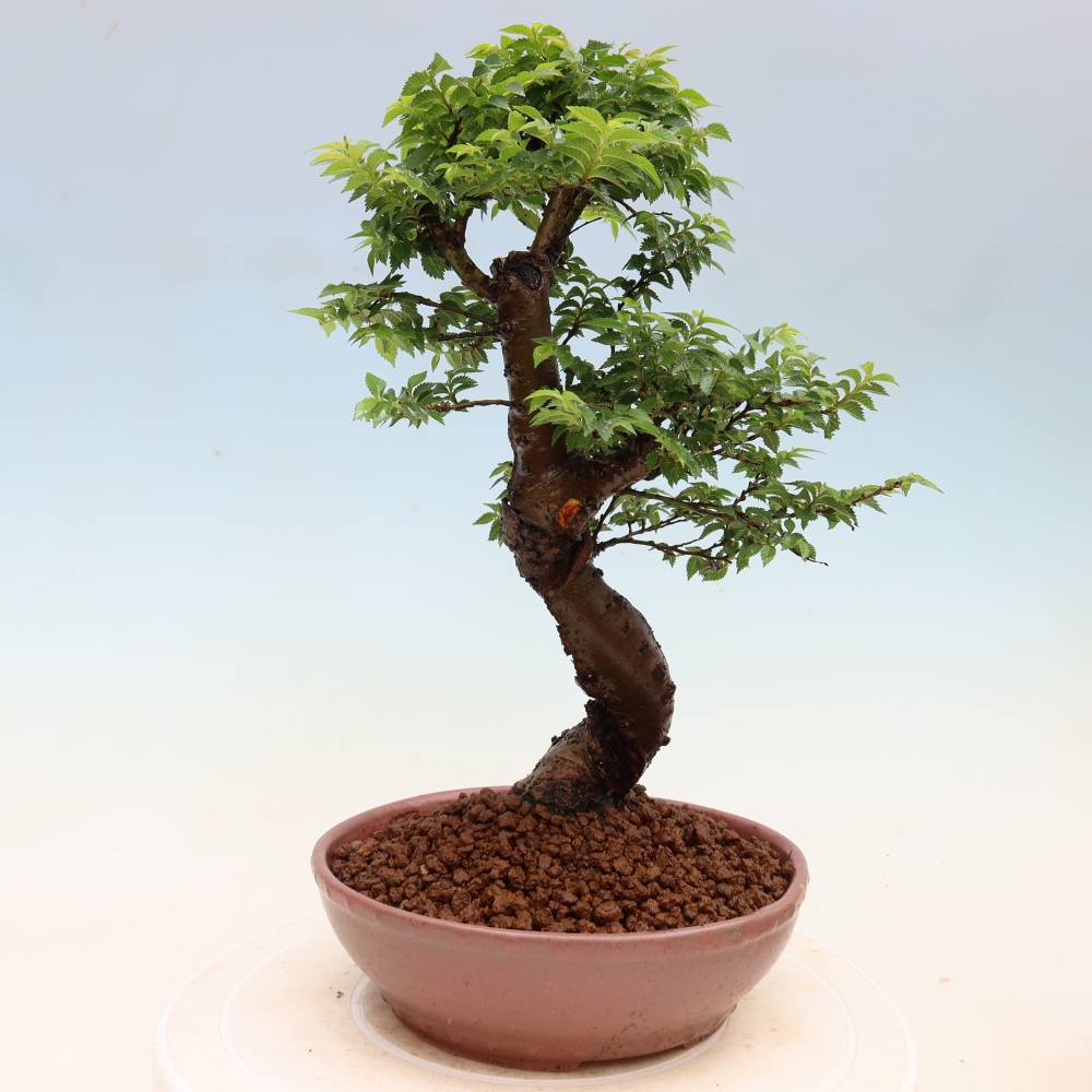 Outdoor Bonsai - Ulmus Jacqueline Hillier - European White Elm