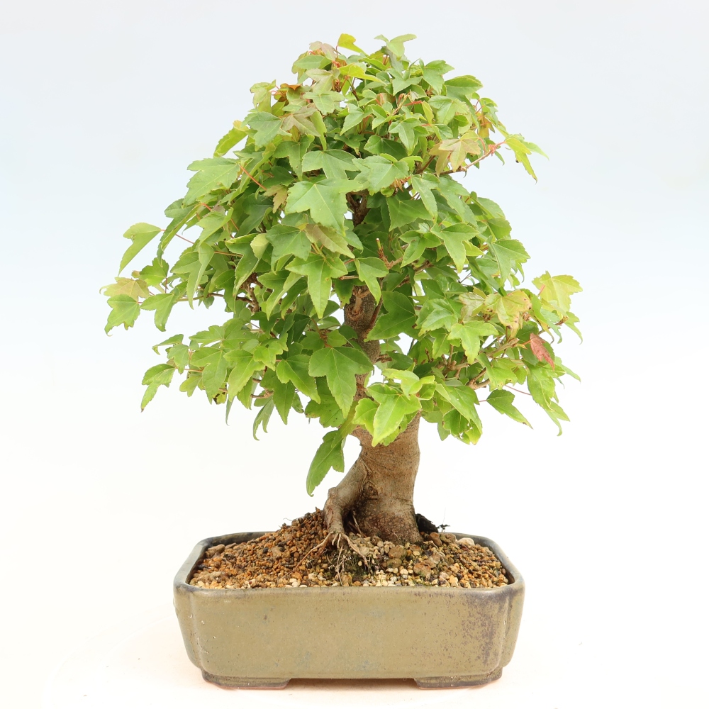 Outdoor bonsai - Maple Burger - Acer Burgerianum