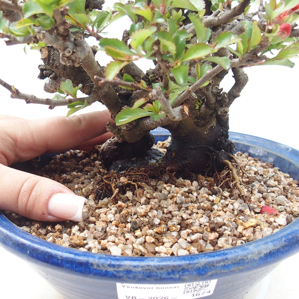 Outdoor bonsai - Chaneomeles speciosa - Quince