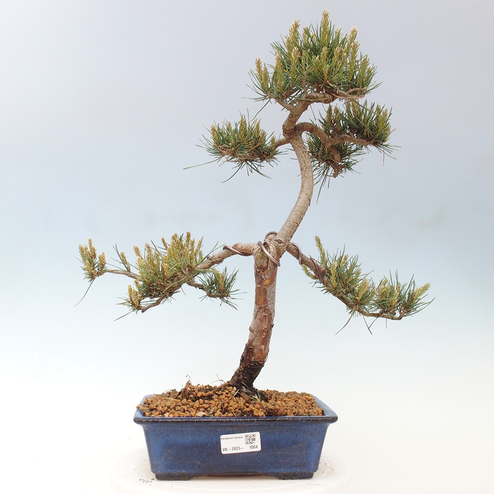 Outdoor bonsai - Pinus Sylvestris - Scots pine