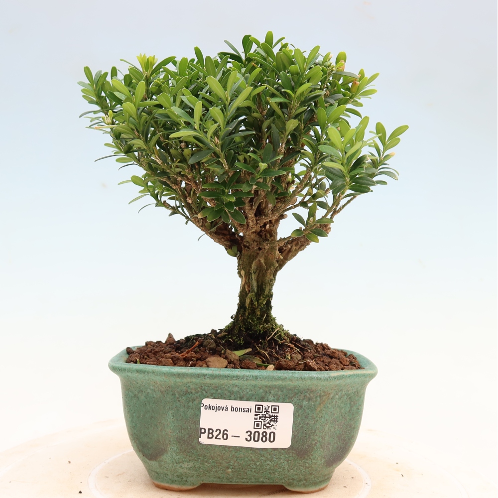 Room bonsai - Buxus harlandii - cork buxus