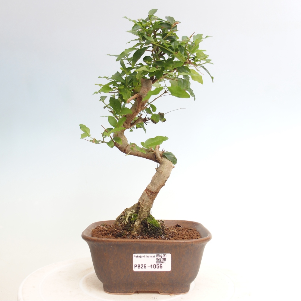 Room bonsai -Ligustrum chinensis - Birds Beak