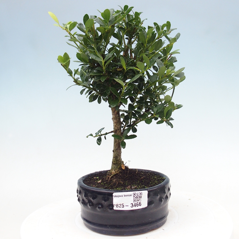 Room bonsai - Ilex crenata - Holly