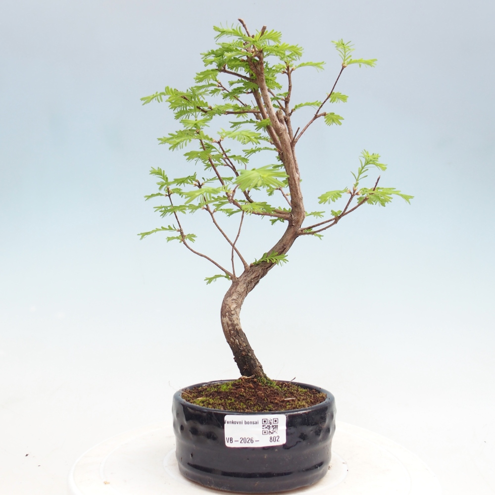 Outdoor bonsai - Metasequoia glyptostroboides - Chinese Metasequoia