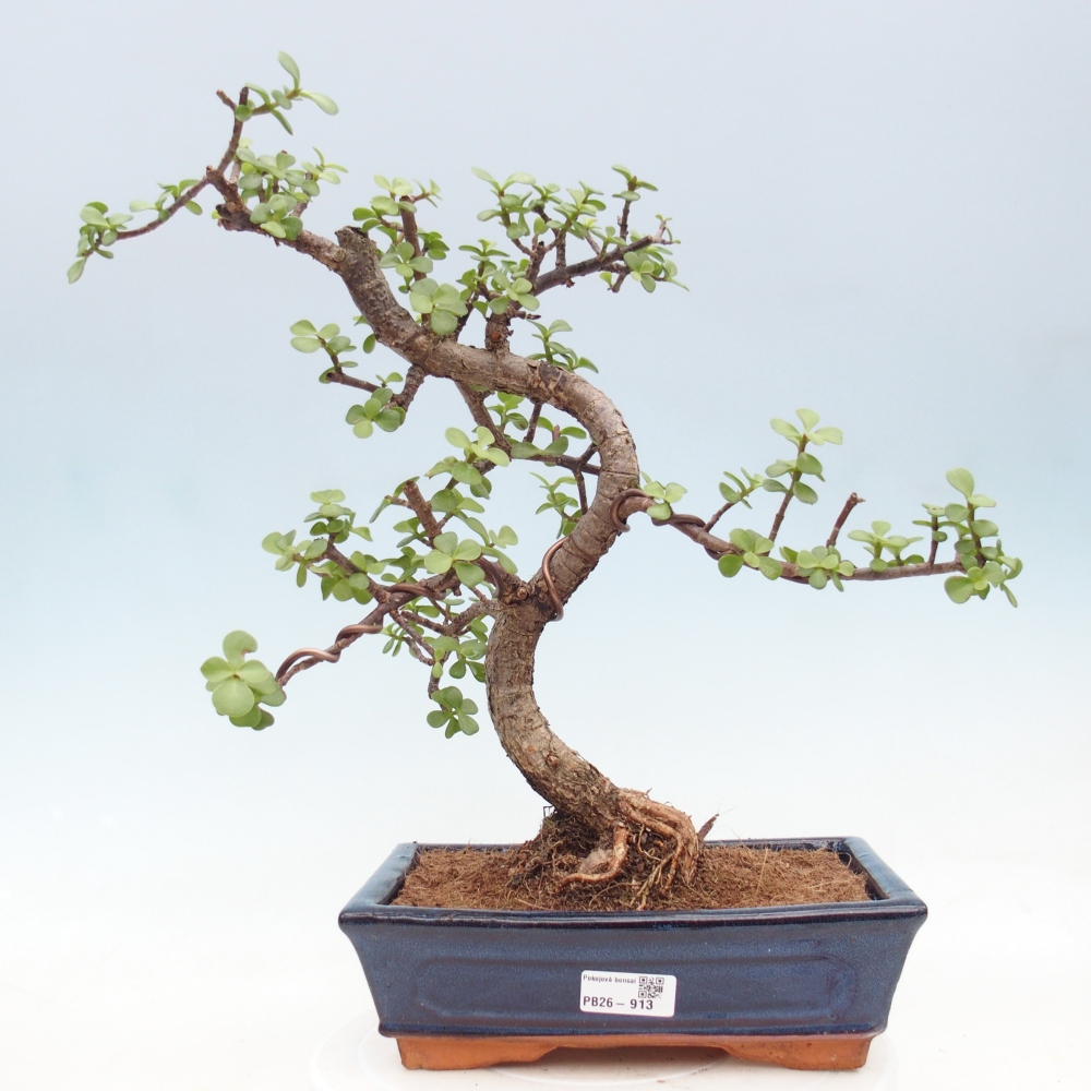 Room bonsai - Portulakaria Afra - Tlustice