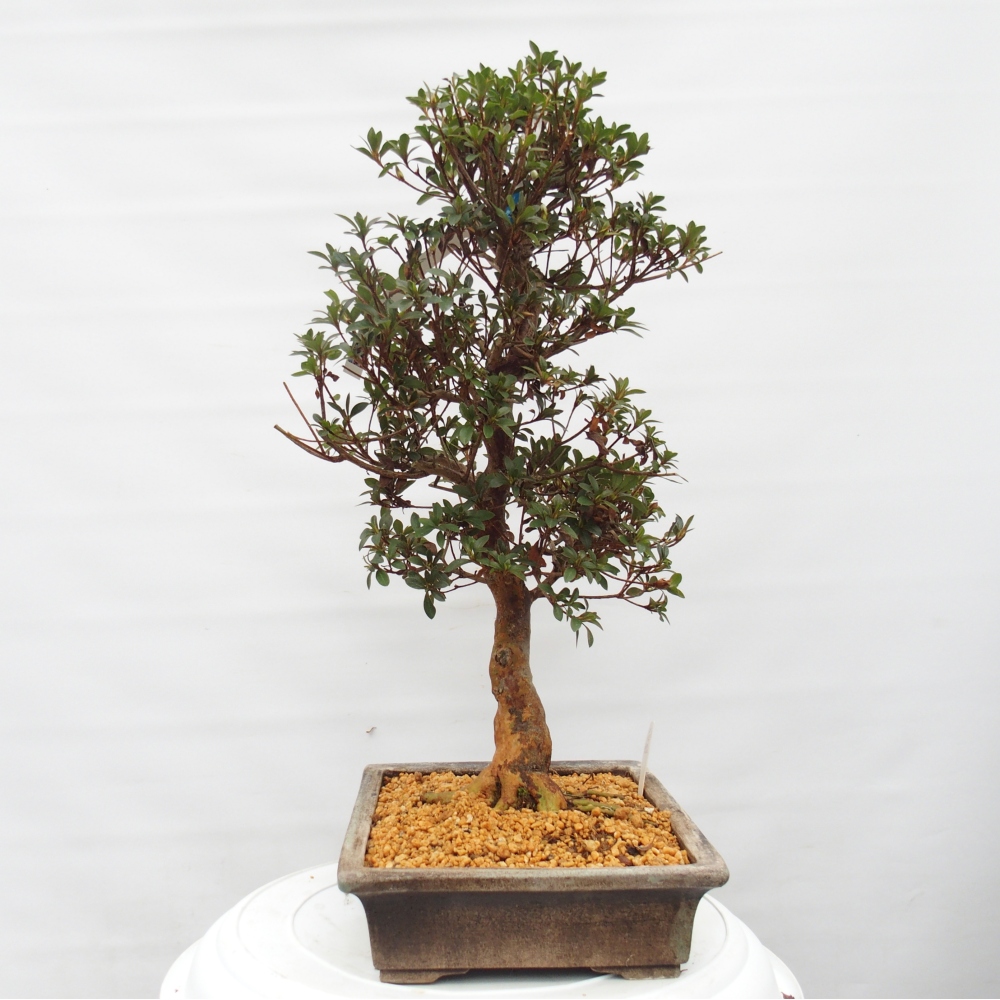 Outdoor bonsai - Japanese Azalea - Azalea Hanatsuzuri