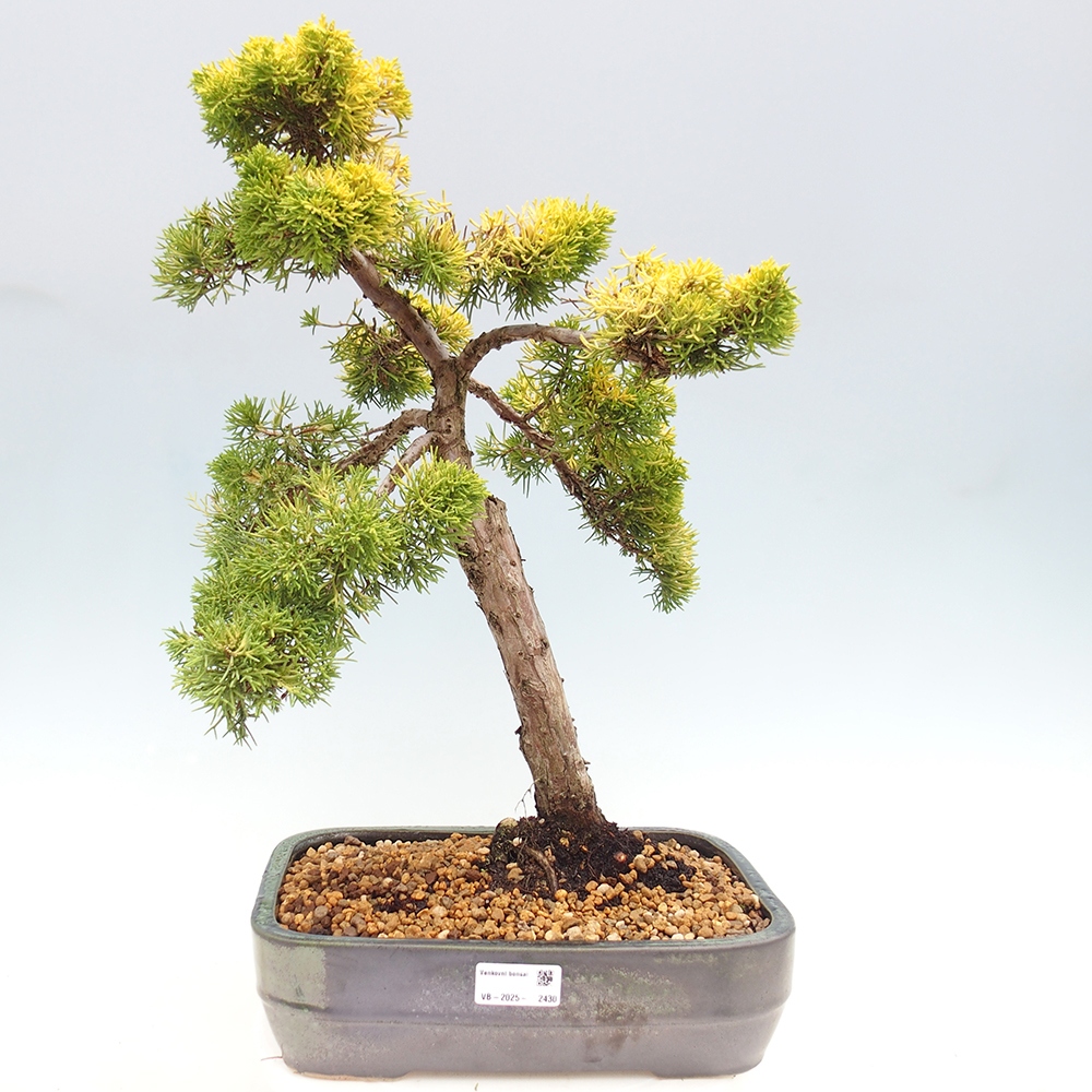 Outdoor bonsai - Juniperus chinensis plumosa aurea - Chinese golden juniper