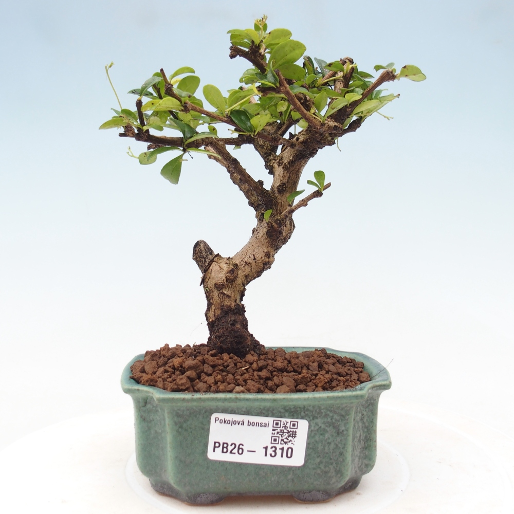 Room bonsai - Carmona macrophylla - Tea fuki