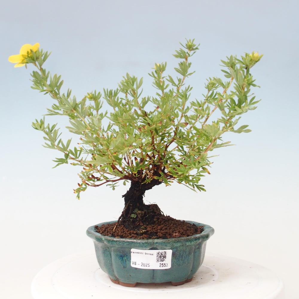 Outdoor bonsai-Cinquefoil - Potentila fruticosa yellow Bird