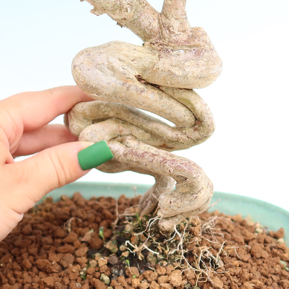 Indoor Bonsai - Lagerstroemia indica - Indian Lilac