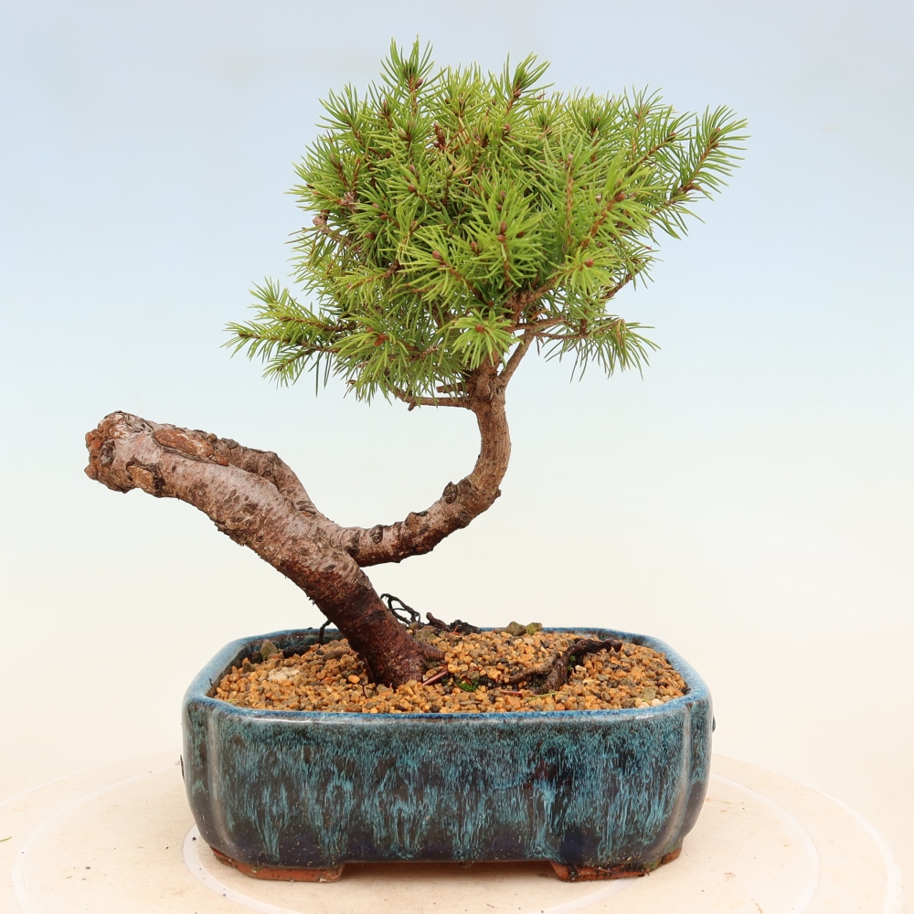 Outdoor bonsai - Spruce - Picea glauca globe