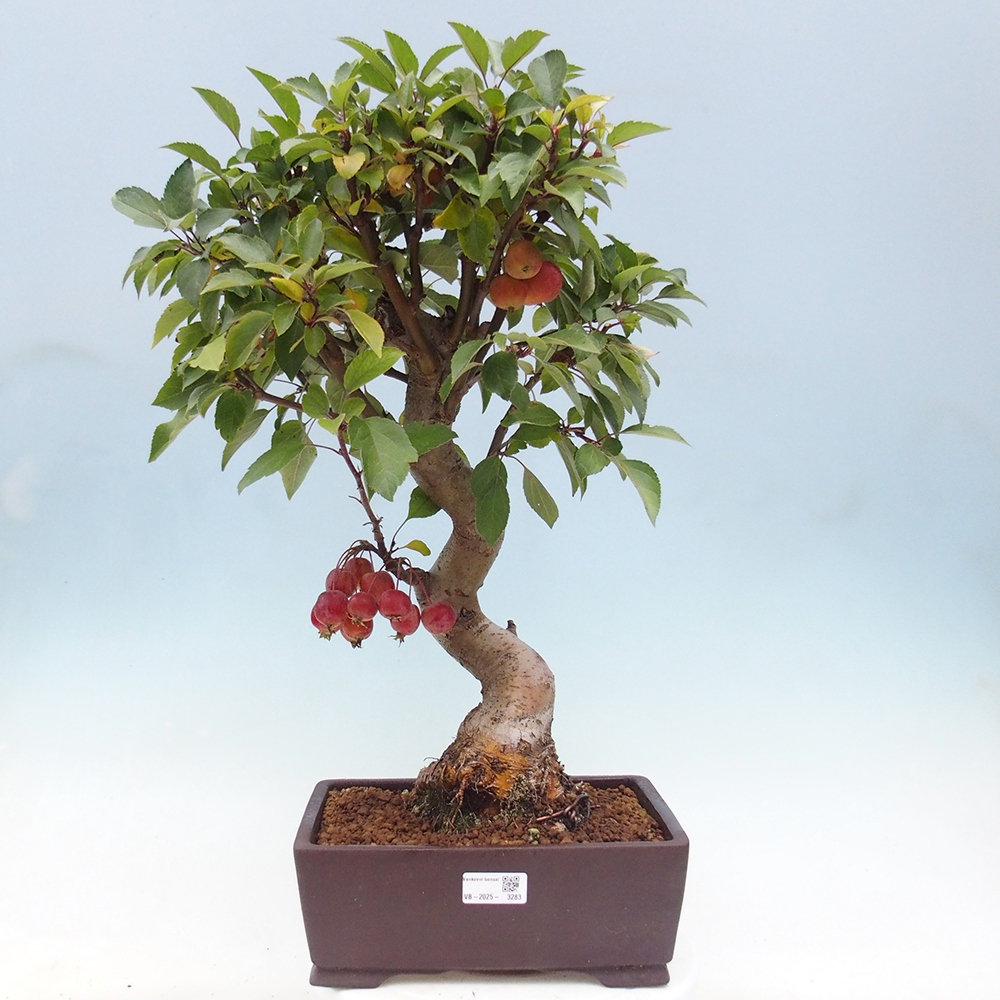 Outdoor bonsai - Malus halliana - Small-fruited apple tree