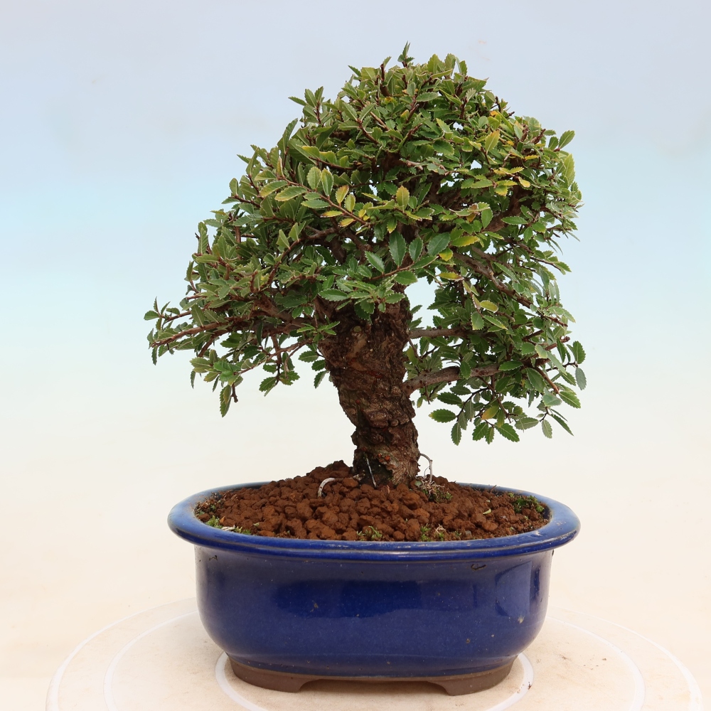 Outdoor bonsai - Zelkova - Zelkova NIRE