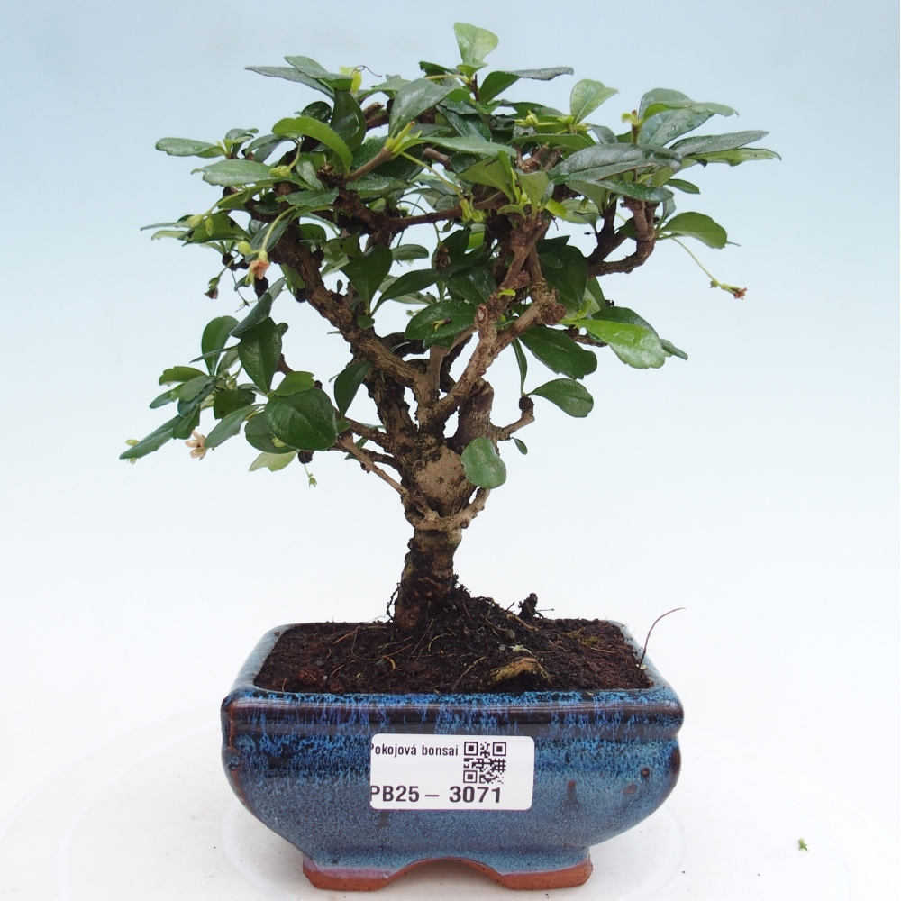 Indoor bonsai - Carmona macrophylla - Fuki tea
