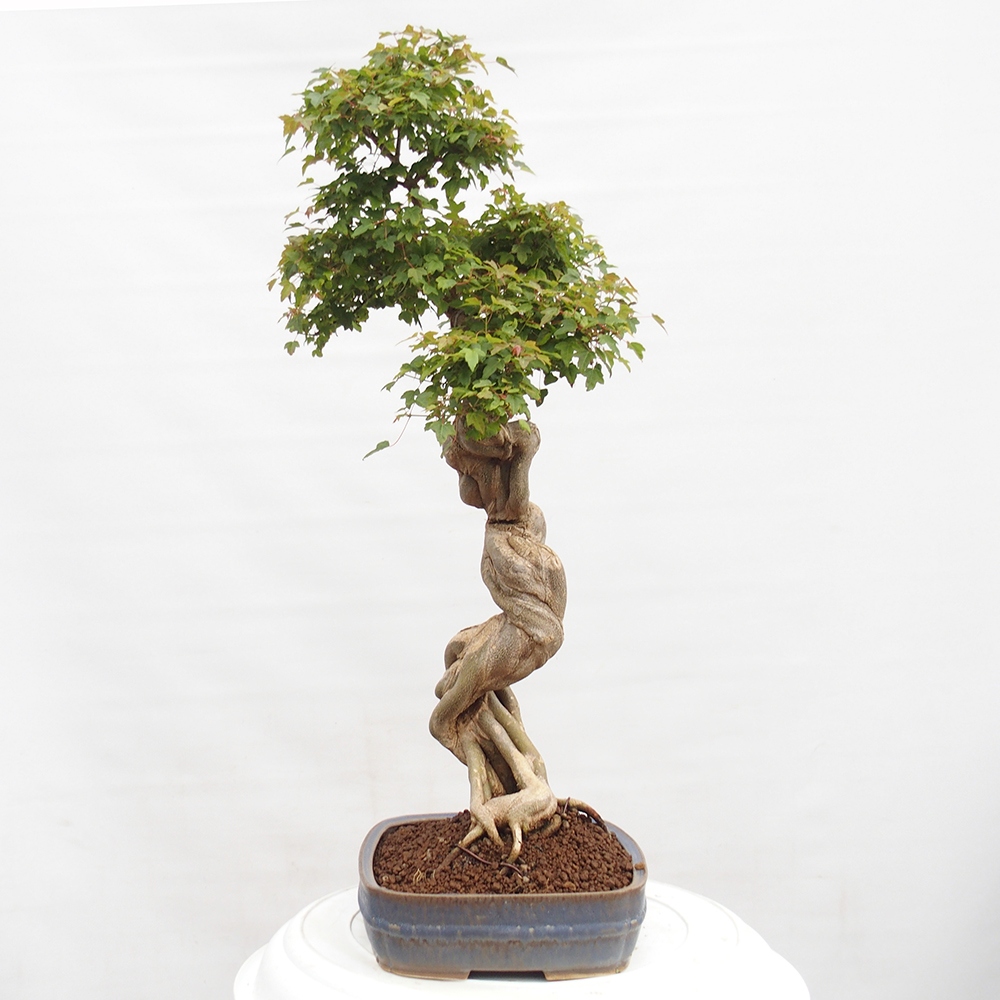 Outdoor bonsai - Maple Buergerianum - Burger Maple