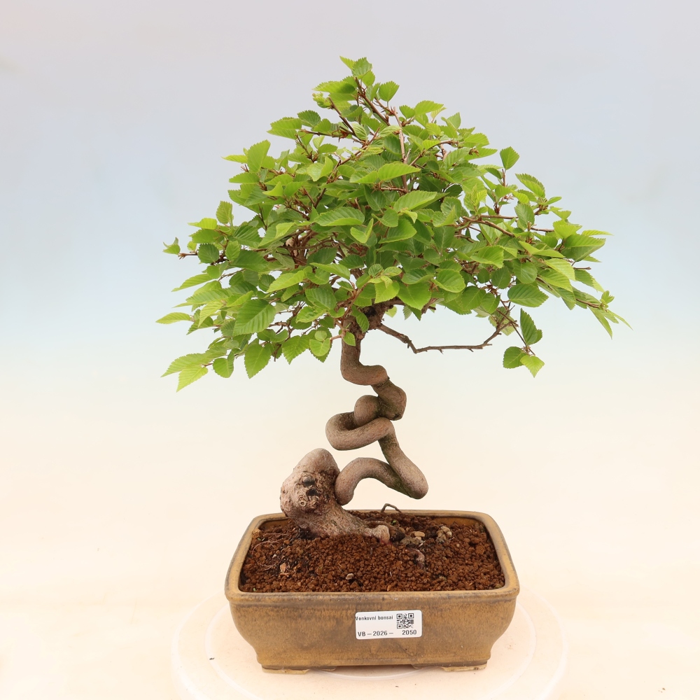 Outdoor bonsai -Carpinus coreana - Korean Hornbeam